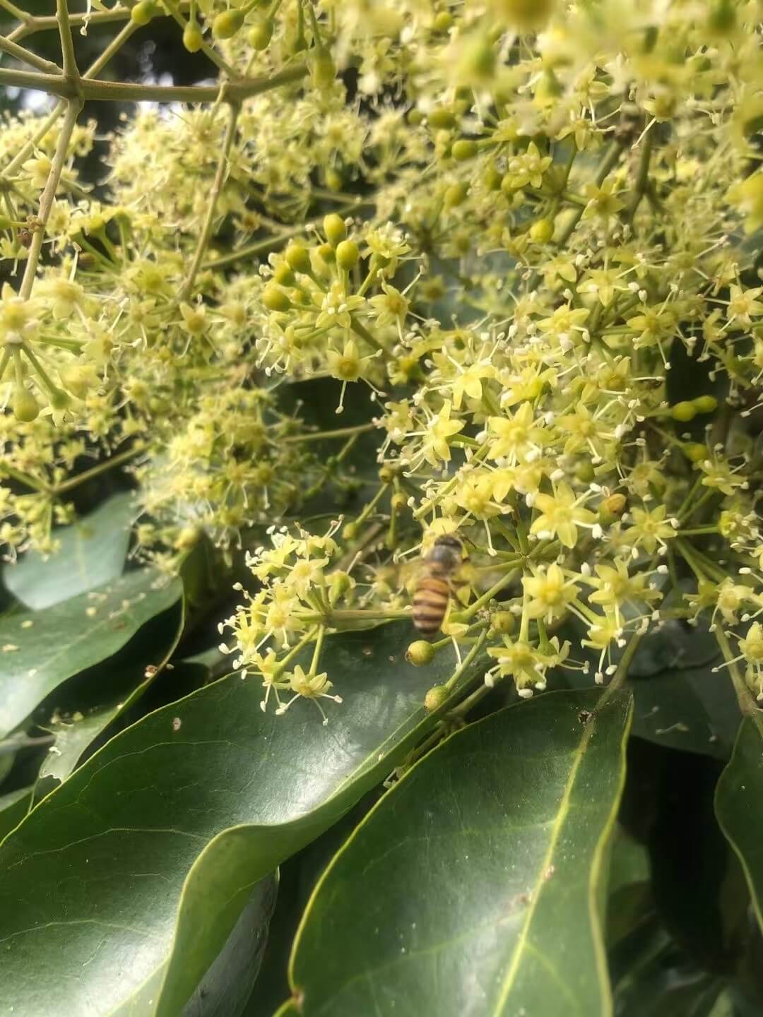 鸭脚木花朵特写