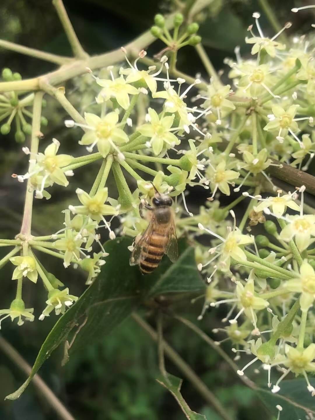 鸭脚木花与蜜蜂采蜜
